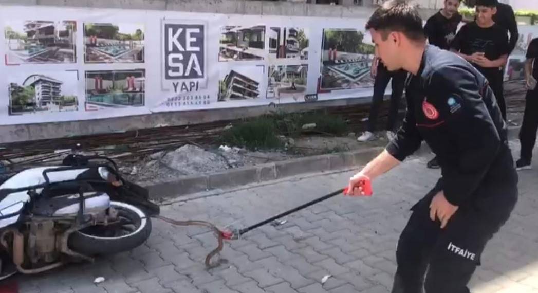 Yılanları mıknatıs gibi çeken 4 nokta belli oldu! Evinde olanlar dikkat 15